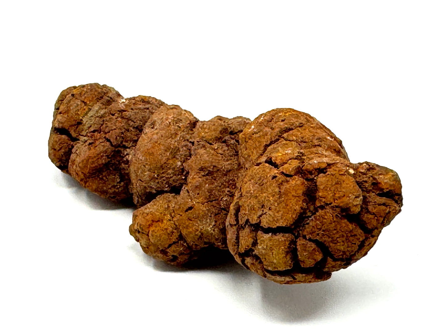 Coprolite Fossil 11.3cm
