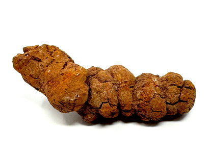 Coprolite Fossil 11.3cm