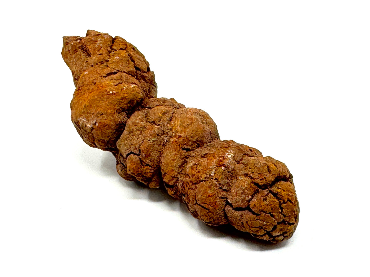 Coprolite Fossil 11.3cm