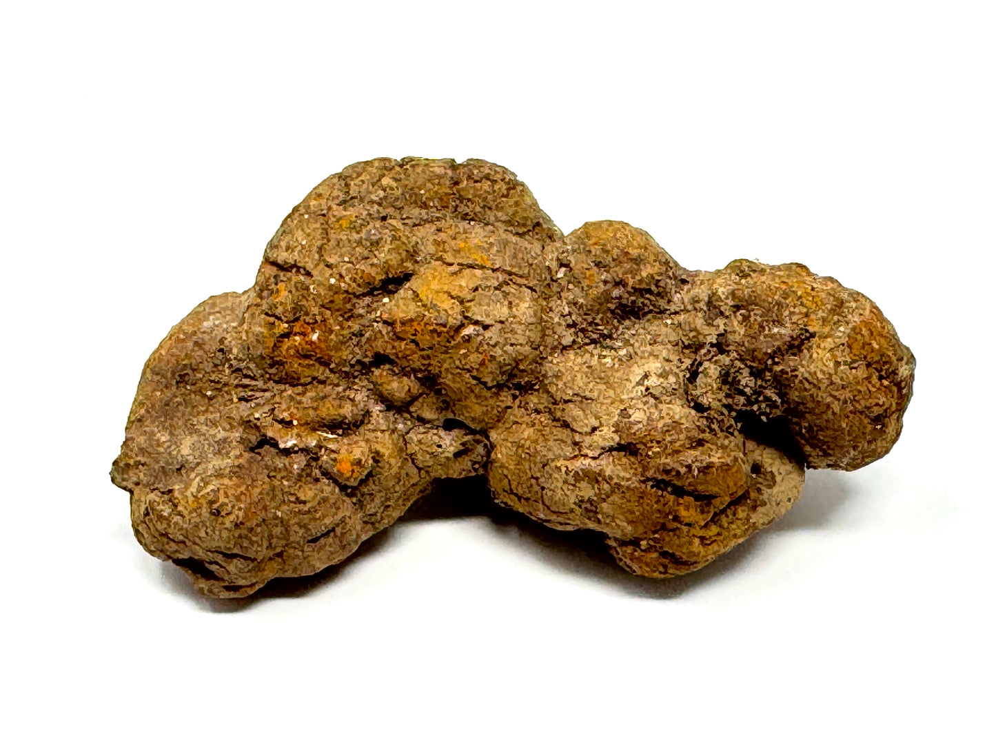 Coprolite Fossil 8.4cm