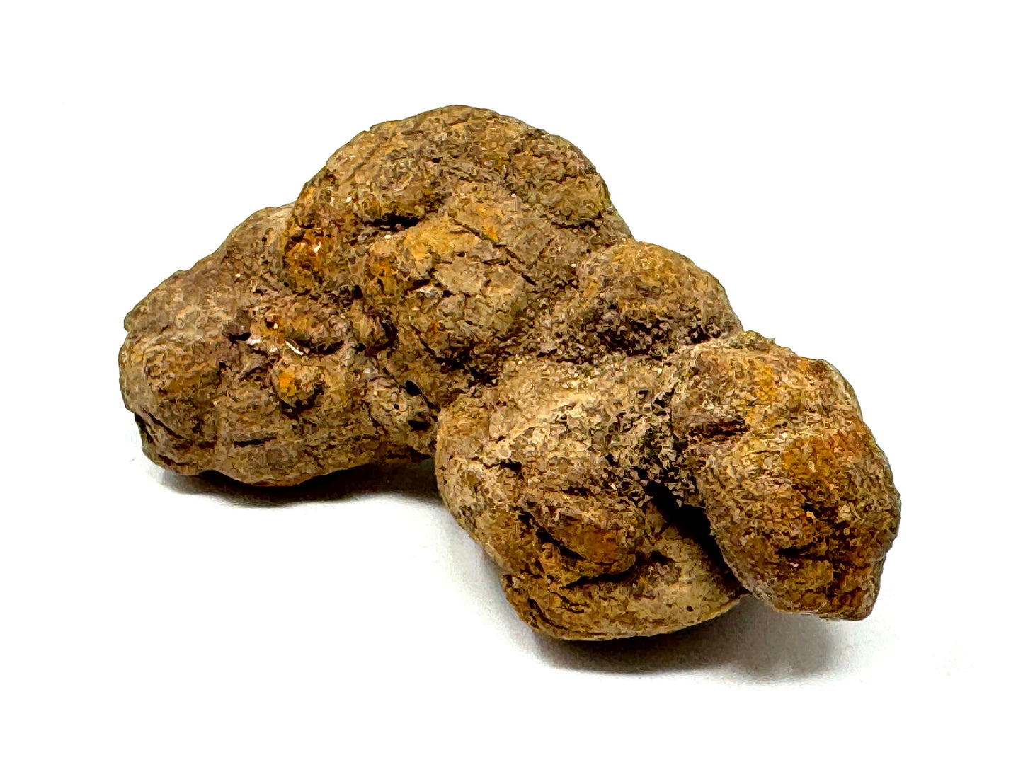 Coprolite Fossil 8.4cm