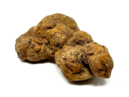 Coprolite Fossil 8.4cm