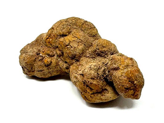 Coprolite Fossil 8.4cm