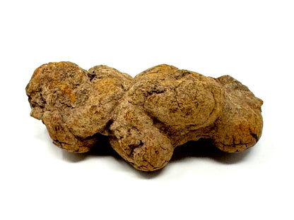 Coprolite Fossil 8.4cm