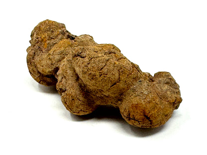 Coprolite Fossil 8.4cm