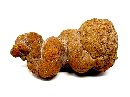 Coprolite Fossil 9.5cm