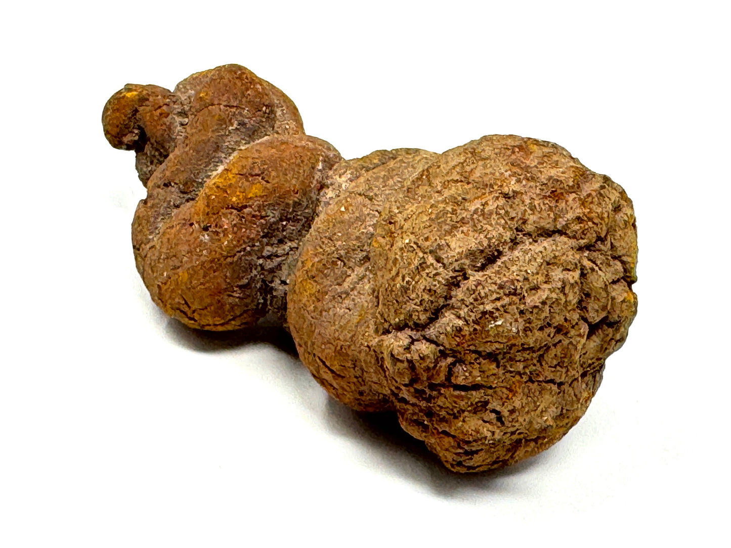 Coprolite Fossil 9.5cm