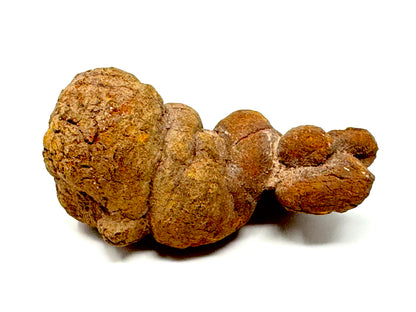 Coprolite Fossil 9.5cm