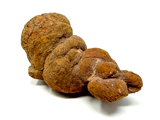 Coprolite Fossil 9.5cm