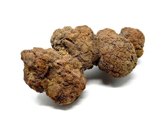 Coprolite Fossil 12cm