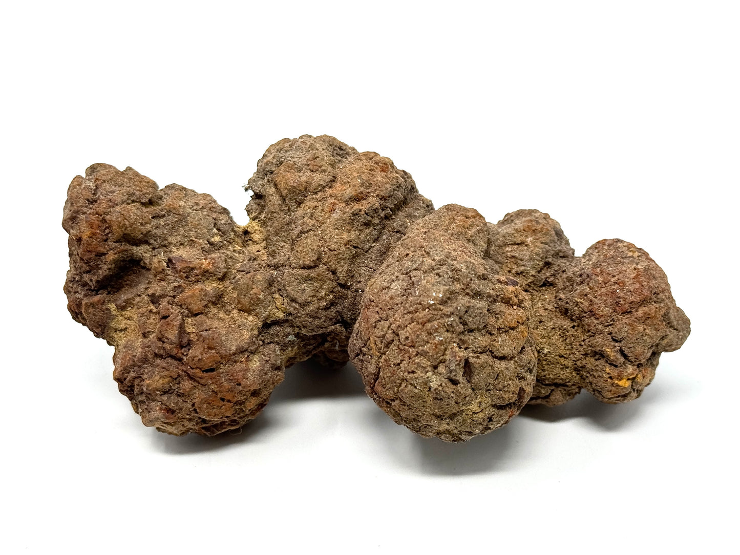 Coprolite Fossil 12cm