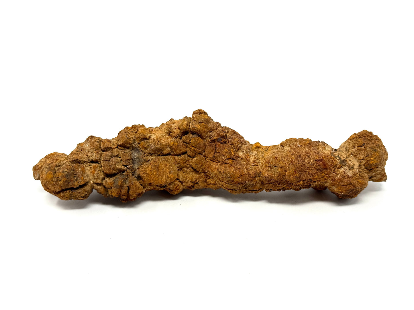 Large Coprolite Fossil 16cm