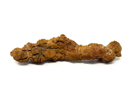 Large Coprolite Fossil 16cm