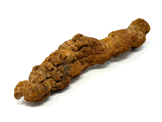 Large Coprolite Fossil 16cm