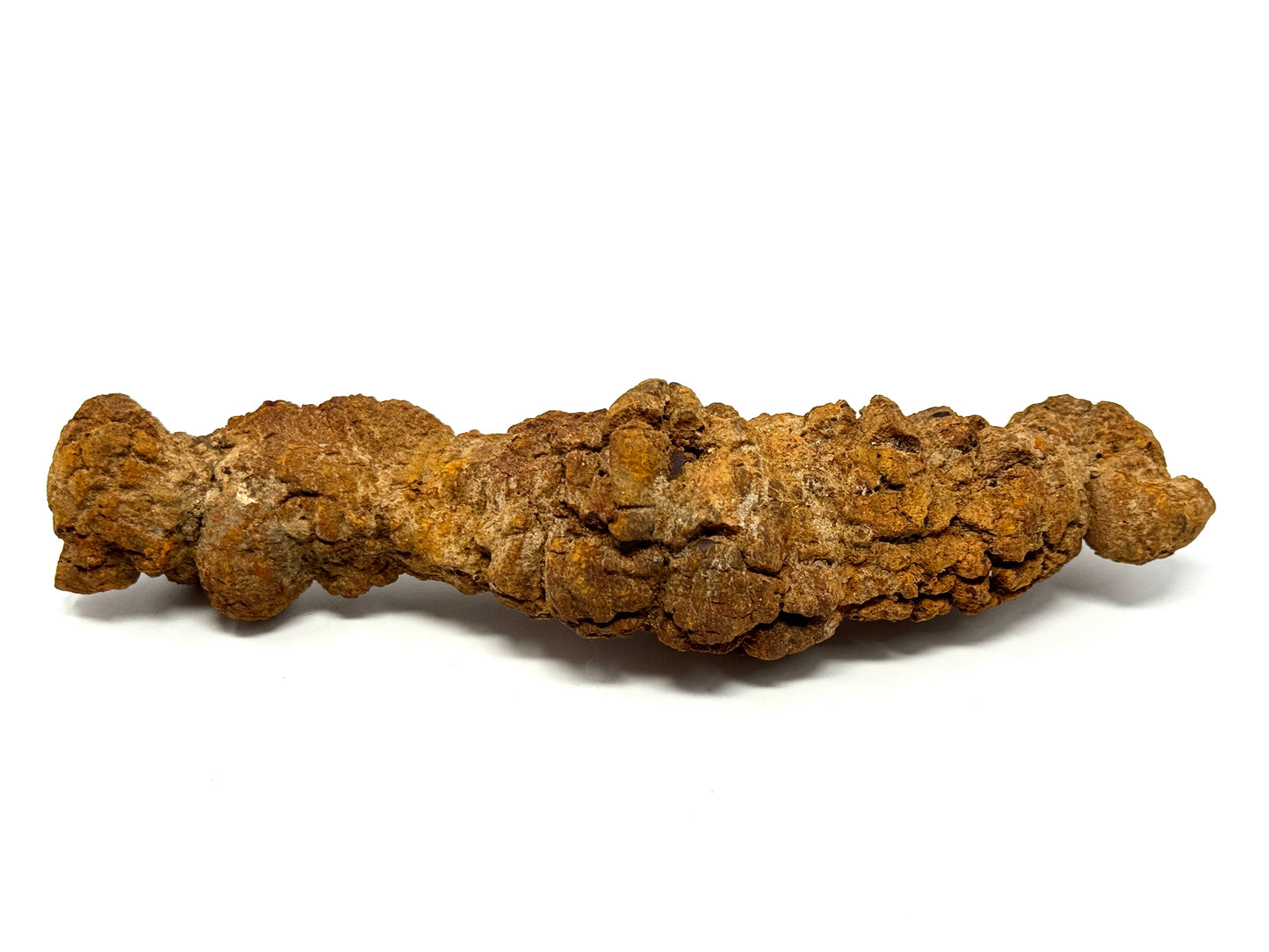 Large Coprolite Fossil 16cm