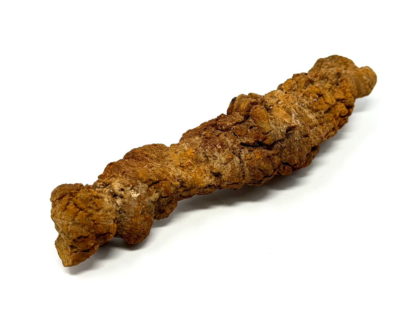 Large Coprolite Fossil 16cm