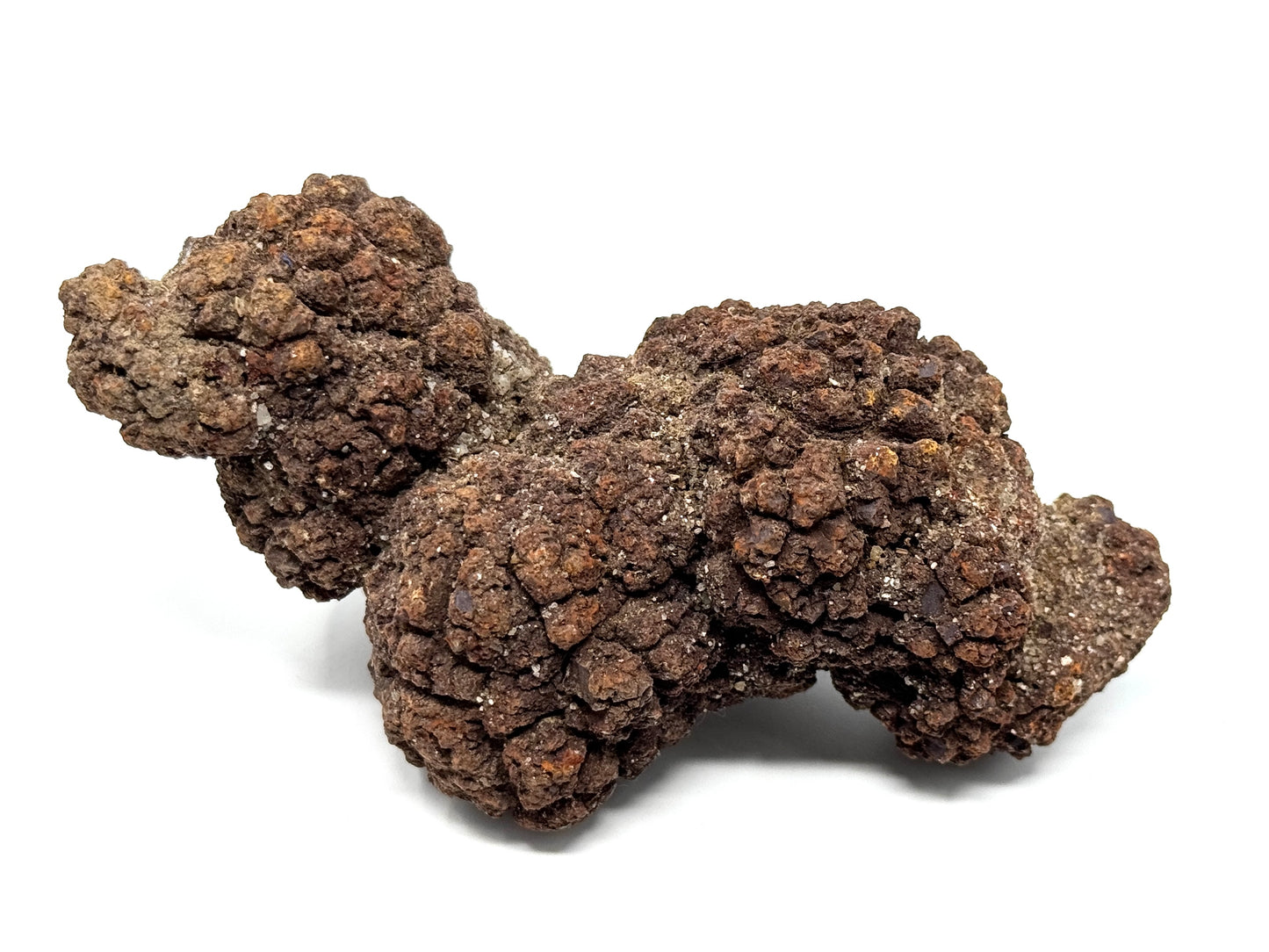 Large Coprolite Fossil 12.4cm