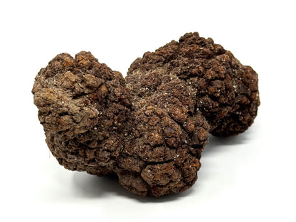 Large Coprolite Fossil 12.4cm
