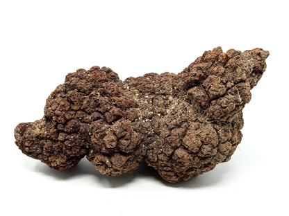 Large Coprolite Fossil 12.4cm