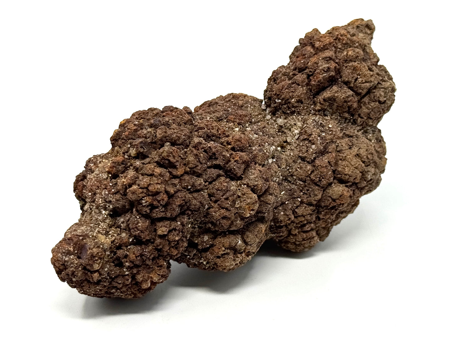 Large Coprolite Fossil 12.4cm