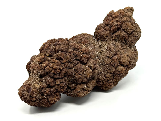 Large Coprolite Fossil 12.4cm