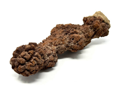 Coprolite Fossil 13.3cm