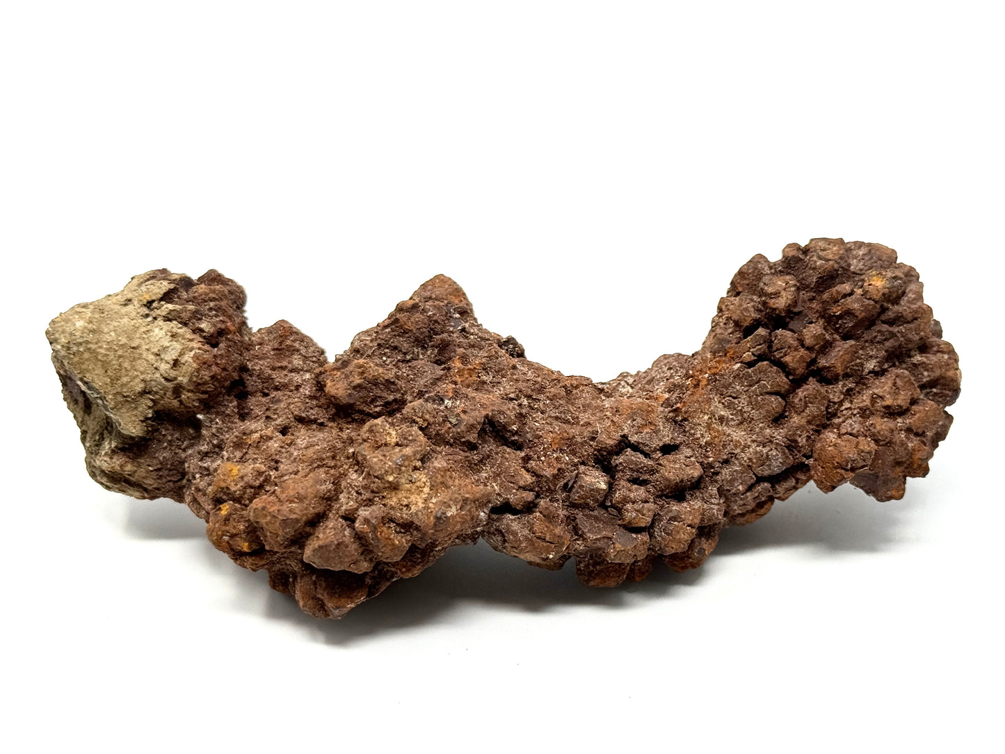 Coprolite Fossil 13.3cm