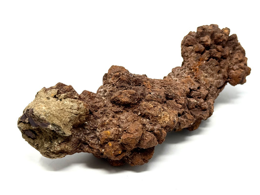 Coprolite Fossil 13.3cm