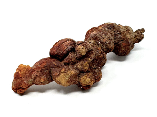 Coprolite Fossil 13.5cm