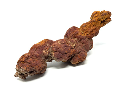 Coprolite Fossil 13.5cm