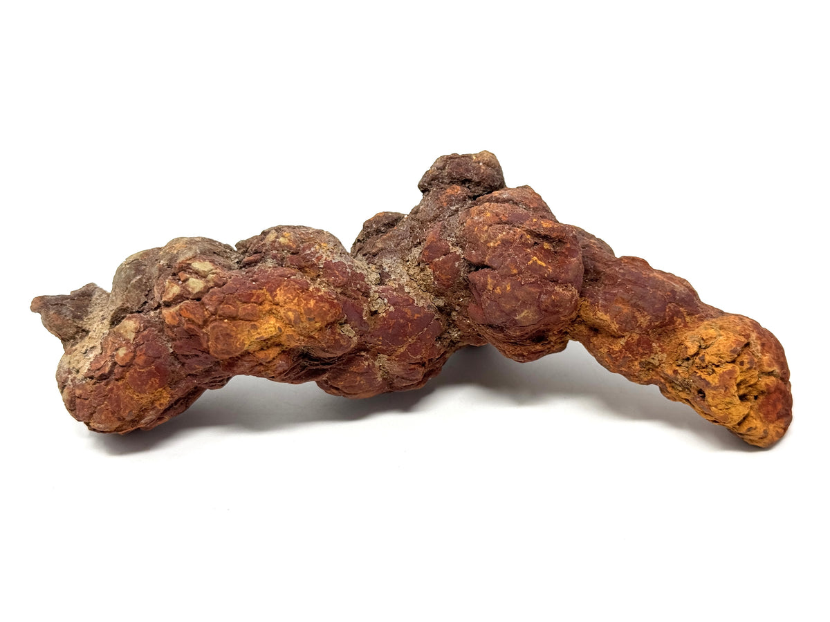 Coprolite Fossil 13.5cm