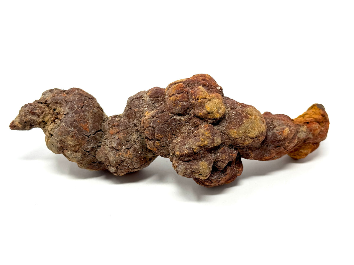 Coprolite Fossil 13.5cm