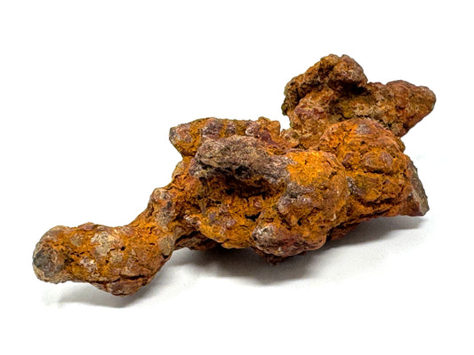 Coprolite Fossil 13cm