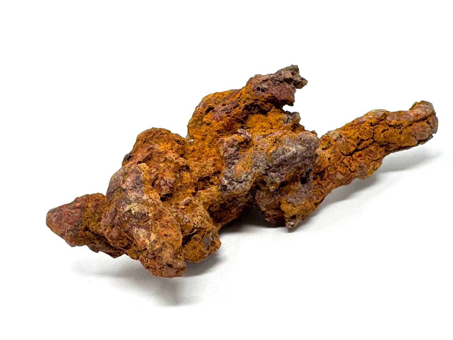 Coprolite Fossil 13cm
