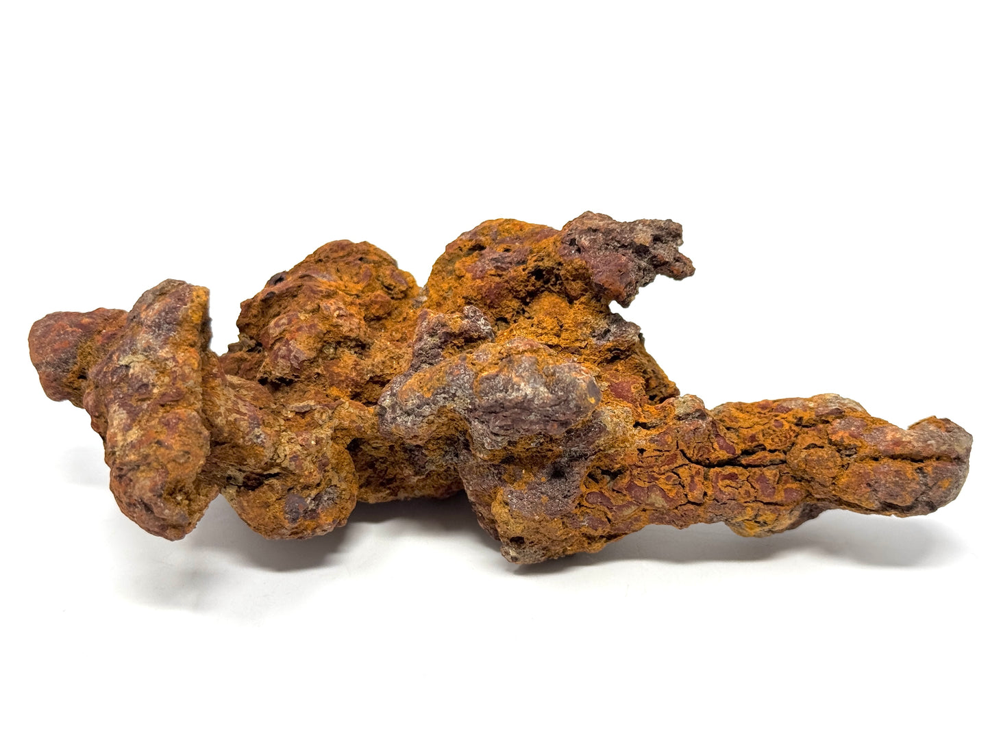 Coprolite Fossil 13cm