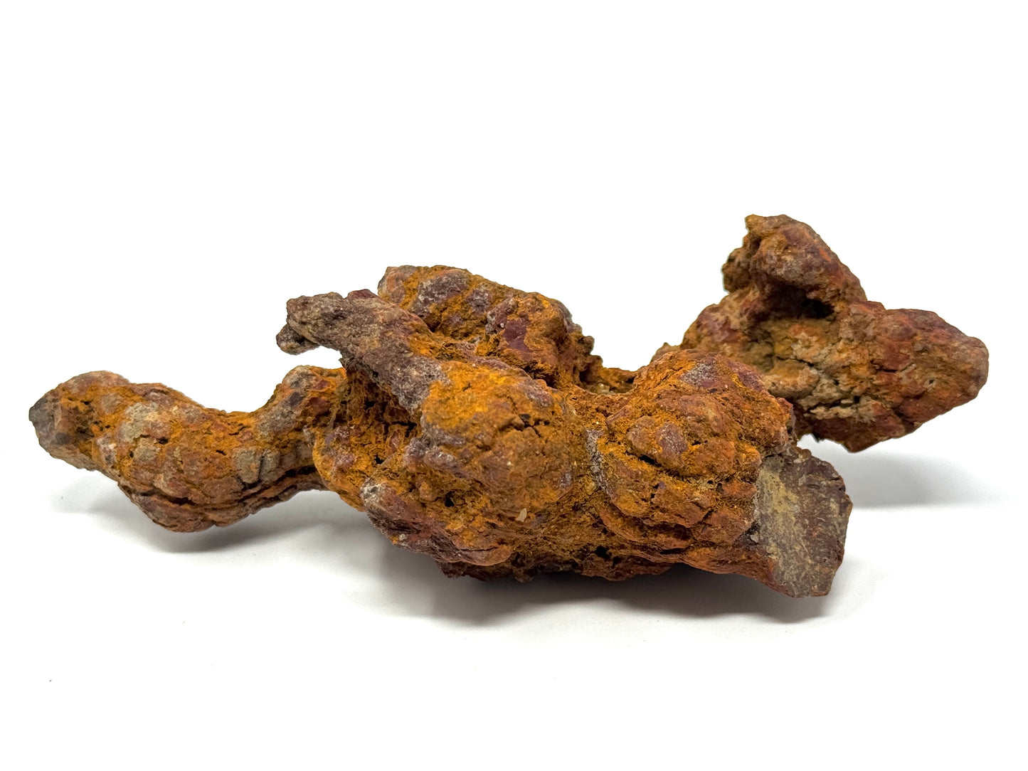 Coprolite Fossil 13cm