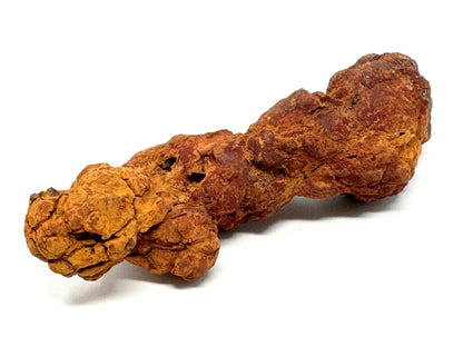 Coprolite Fossil 13cm