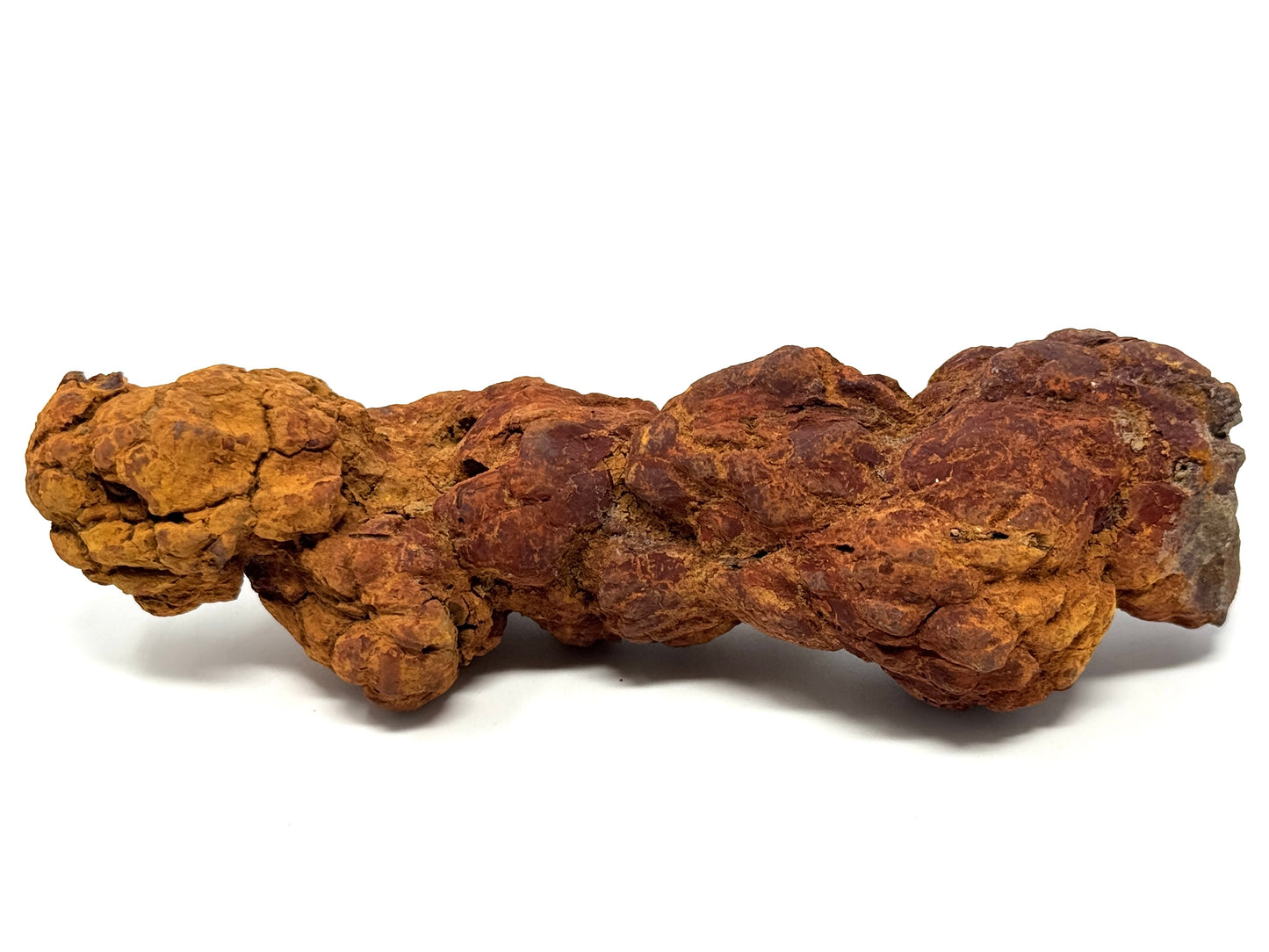 Coprolite Fossil 13cm