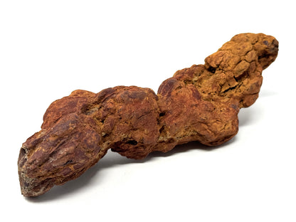 Coprolite Fossil 13cm