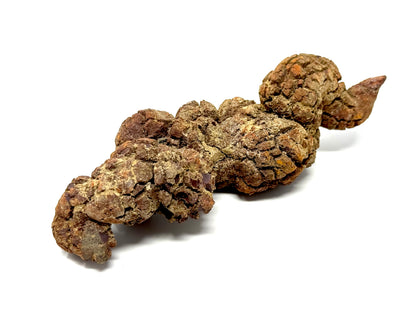 Coprolite Fossil 12.6cm