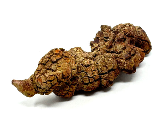 Coprolite Fossil 12.6cm