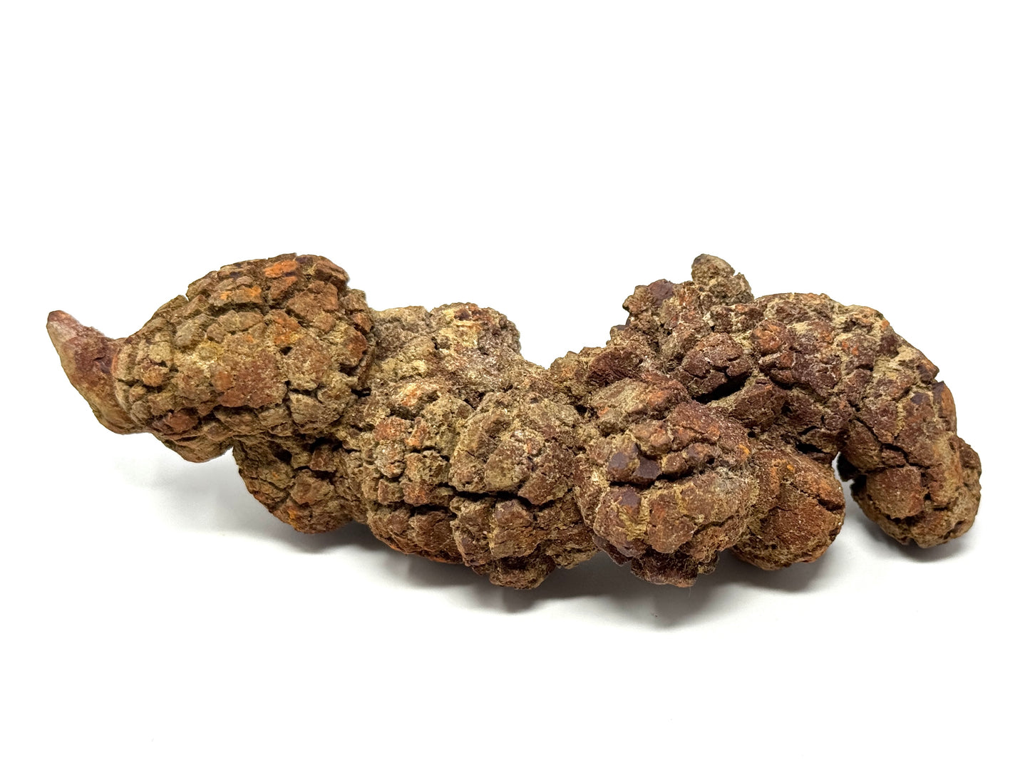 Coprolite Fossil 12.6cm