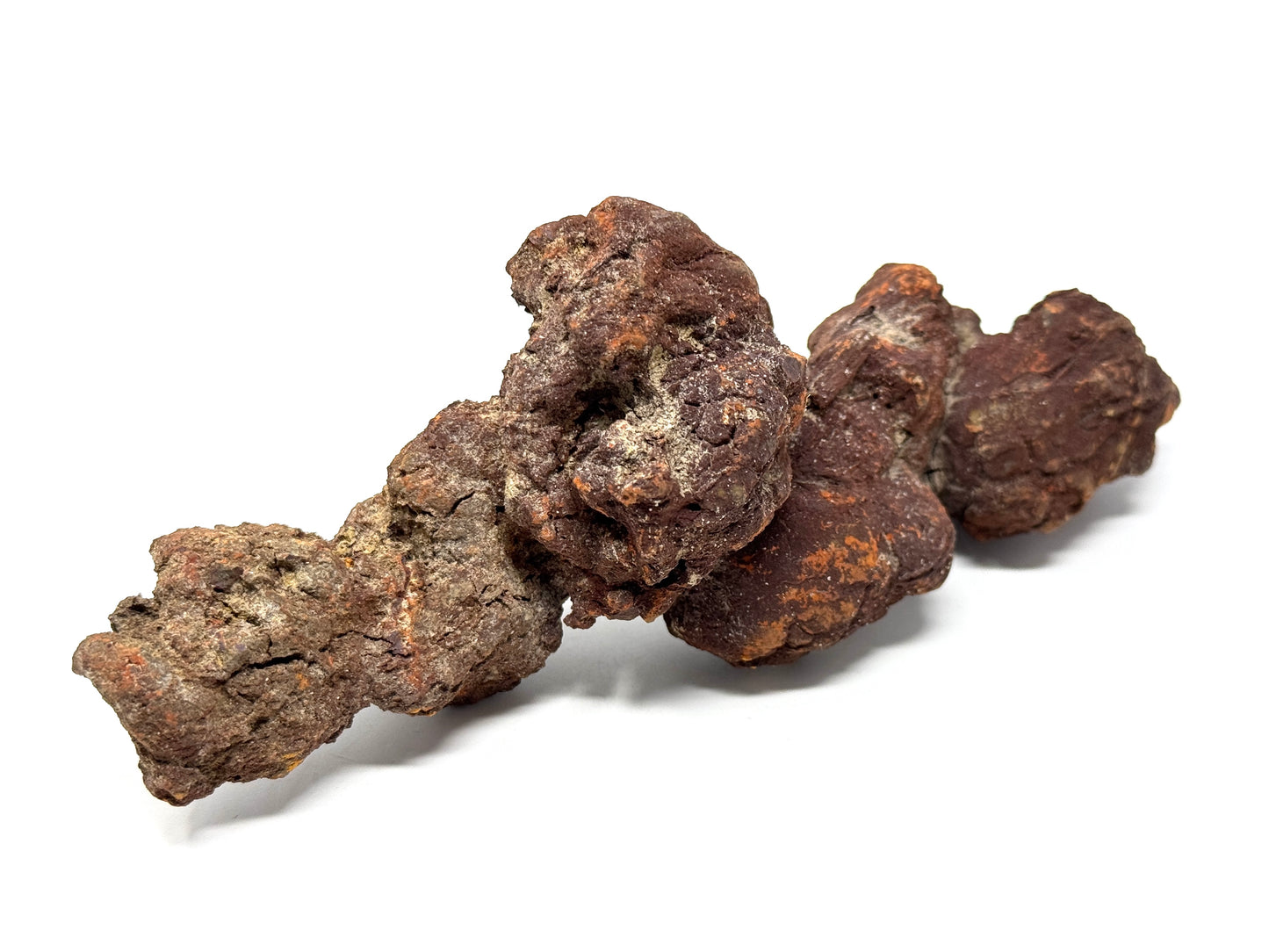 Large coprolite Fossil 16.5cm