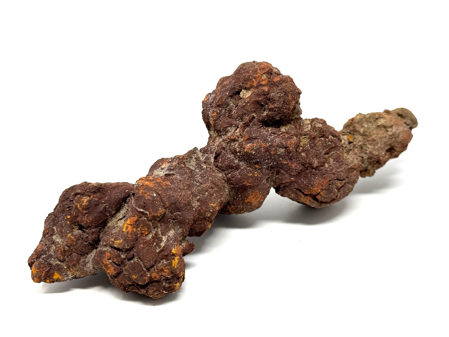 Large coprolite Fossil 16.5cm