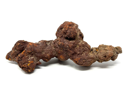Large coprolite Fossil 16.5cm
