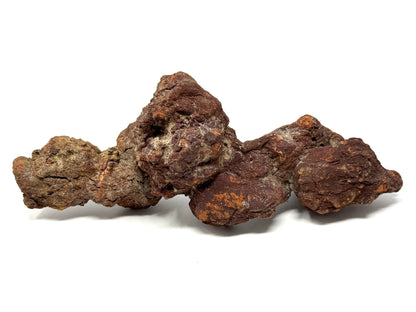 Large coprolite Fossil 16.5cm
