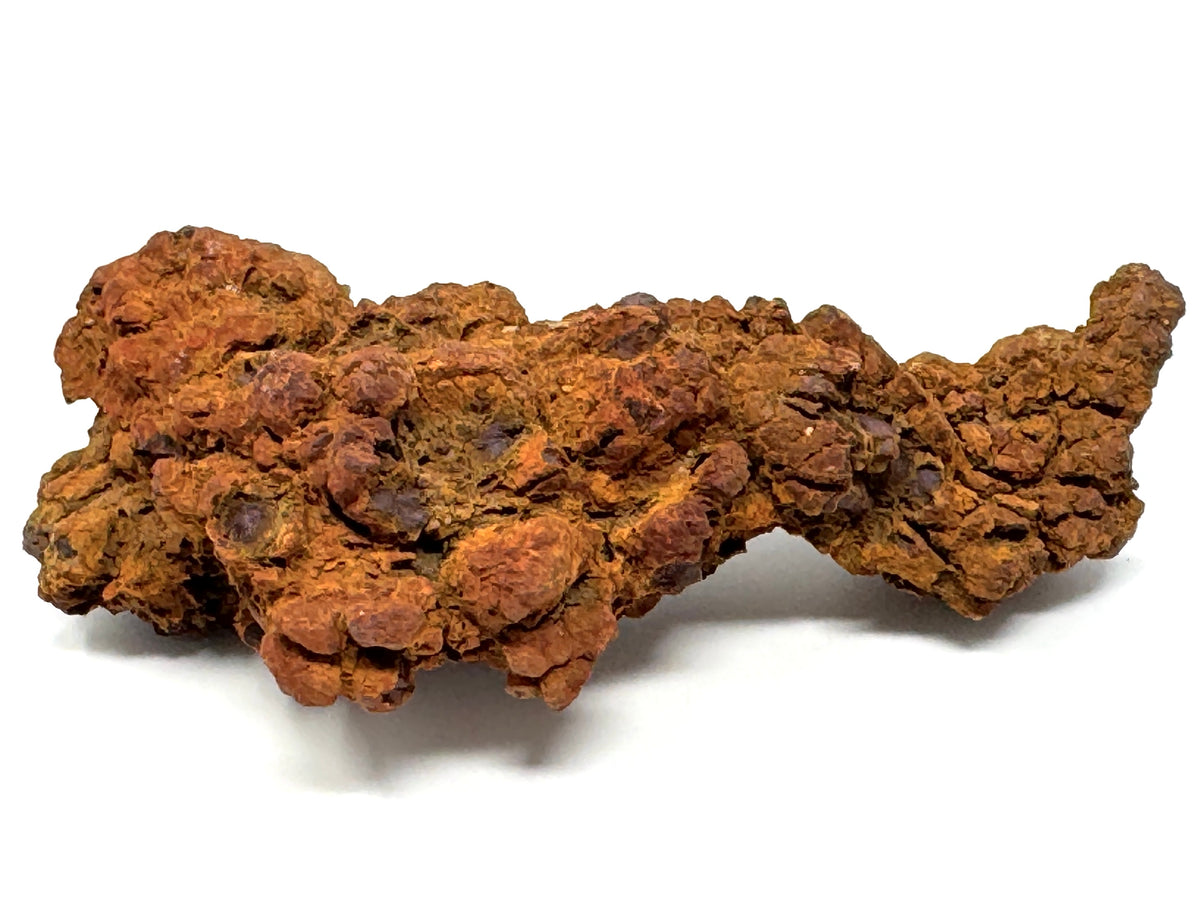 Coprolite Fossil 11.4cm