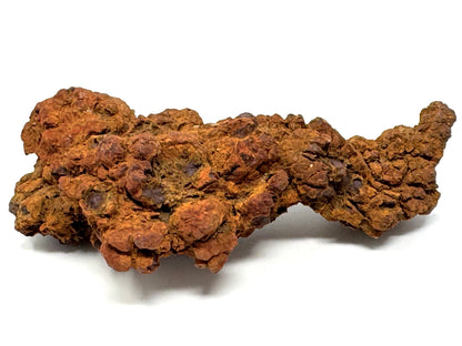 Coprolite Fossil 11.4cm