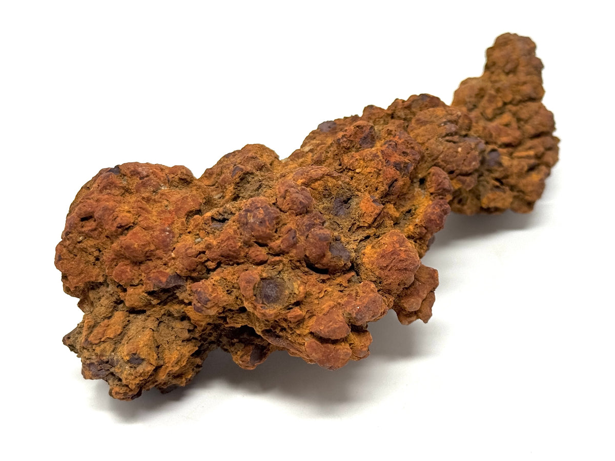 Coprolite Fossil 11.4cm