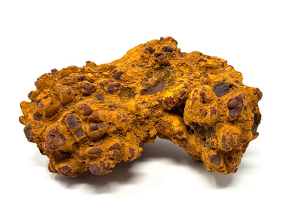 Coprolite Fossil 9.1cm